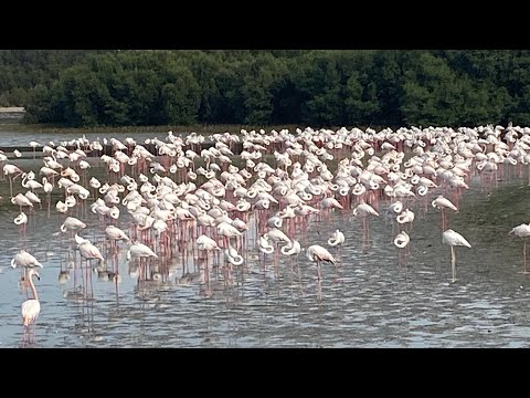 Prisha at the Flamingo 🦩 Hide | Ras Al Khor wildlife sanctuary, Dubai