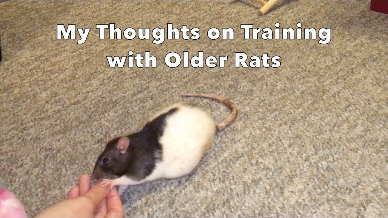 Training with Older Rats - YouTube