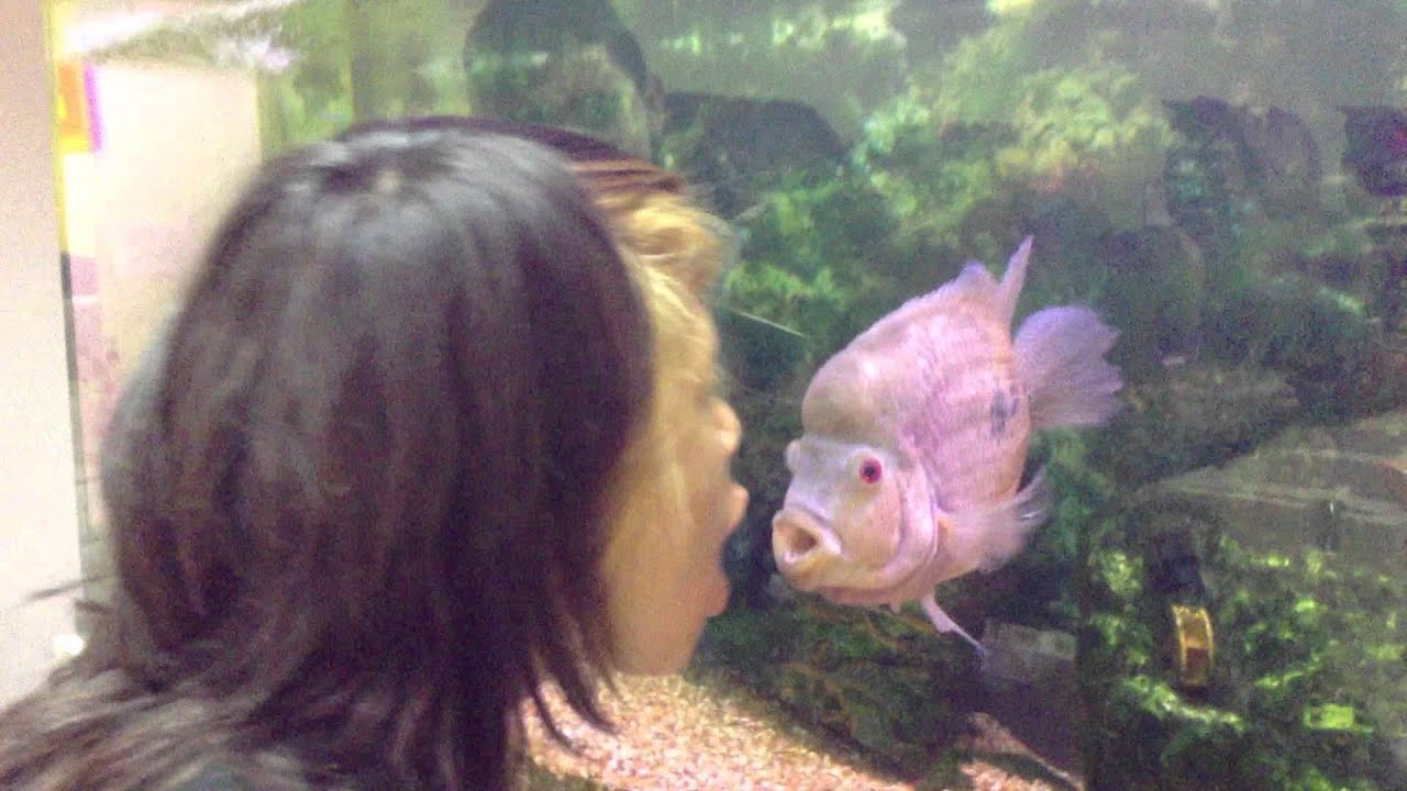 Fish kisses YouTube