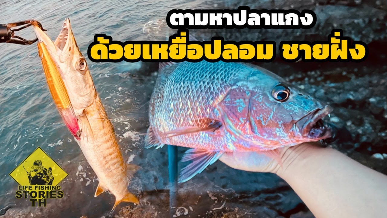 ตามหาปลาแกงด้วยเหยื่อปลอม  Shore fishing [ LFST ตกปลาด้วยเหยื่อปลอมชายฝั่ง85 ]
