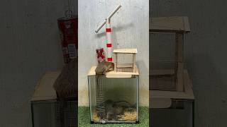 Best Mouse Trap Idea/Good Rat Trap At Home #Mousetrap2022 #Rat #Mousetrap