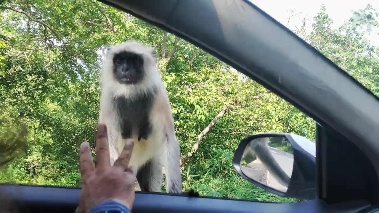 Abu Road to Mount Abu.....Monkey....