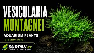 Vesicularia montagnei - Christmas moss - Aquarium Plants | SURPAN.cz