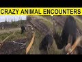 Top 15 Crazy Close Animal Encounters - BARELY SURVIVED
