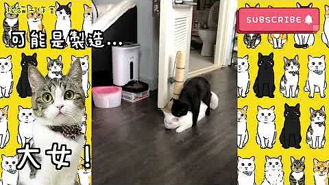 【孤猫工作室】黑猫白猫交配全过程！一日四次！痛苦的过程却是幸福生命诞生！ - 天天要闻