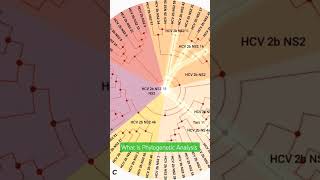 What is Phylogenetic Analysis #biology #genetics #science #agriculture $phylogenetic analysis #clade