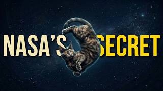 Why NASA studied cats to SAVE ASTRONAUTS?