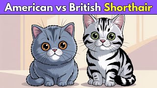 American Shorthair vs British Shorthair: Who Wins