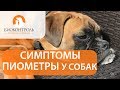 Пиометра у собак. 🐾 Как развивается пиометра у собаки и каковы способы ее лечения?