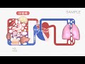 【解剖生理④】血液の循環について