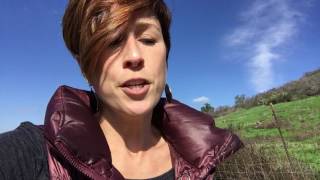 Famous Rescued Dog Logs: The Structured Walk Profile