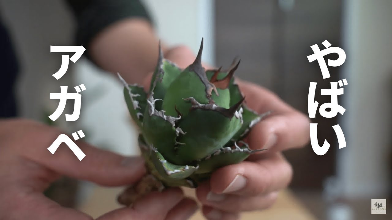 やばいアガベを手に入れた！ 根回り処理と鉢紹介【チタノタ