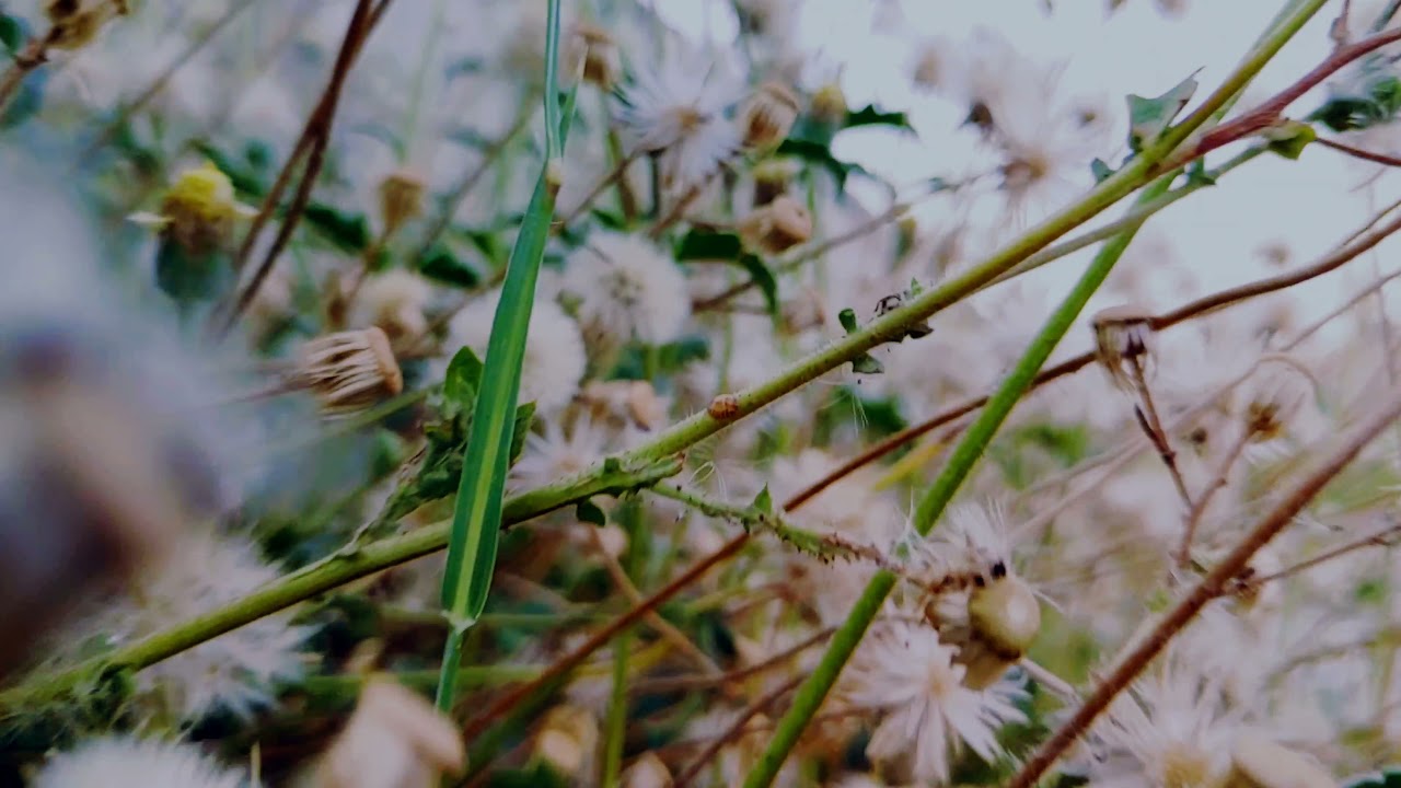 Slow motion video with  fixed focus|LG G8X Shot|