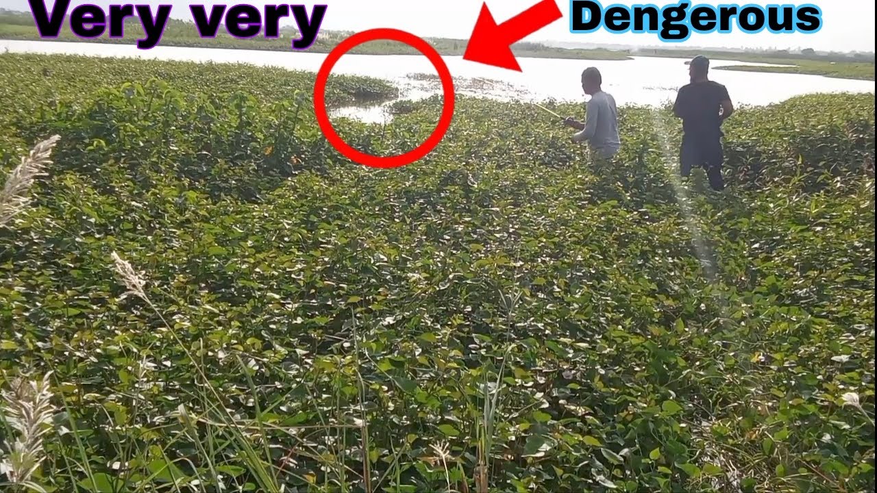 🤔VERY DENGEROUS SPOT FOR SNAKEHEAD FISH || Interesting fishing videos 
