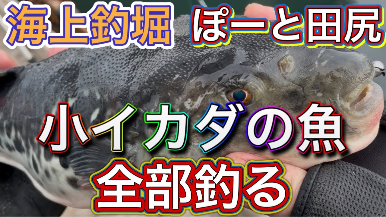 「海上釣堀」小イカダの魚全部釣る！「ぽーと田尻」