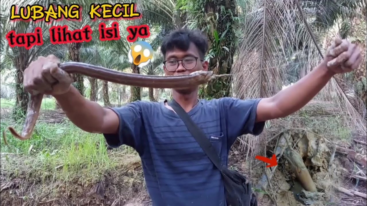 BELUT EDAN ‼️ mancing belut di parit || kebun kelapa sawit || ngurek belut 