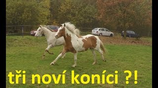 Máme NOVÉ KONĚ ? //jak to celé proběhlo//