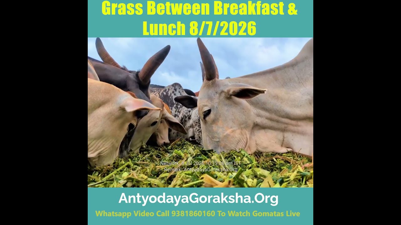 [08 Jul 2026] Green Grass Brunch for Gomatas