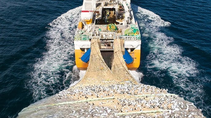 Trawl Net Fishing Catch Hundreds Tons Herring With Big Net - Fishing Net  Video 