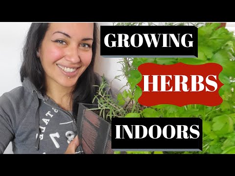 GROW HERBS INDOORS  INDOOR HERB GARDEN HOW TO GUIDE