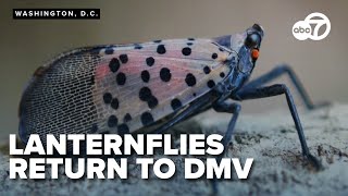 Invasive spotted lanternflies return to the DMV, threatening plants and patios