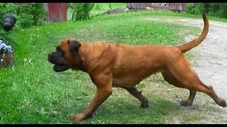 Rottweiler Boxer Mix Sisters Playing