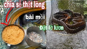 Cách làm mồi đặt lờ lươn hiệu quả của vũ