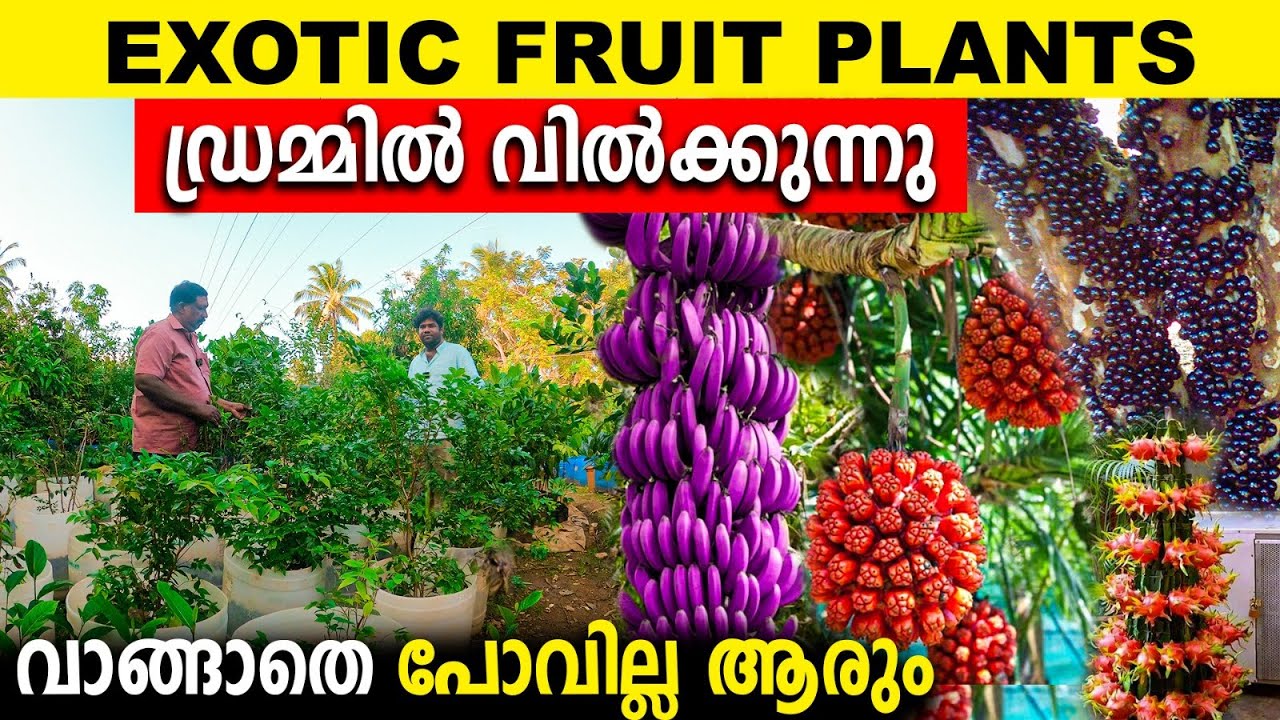 EXOTIC FRUIT PLANTS ഡ്രമ്മില്‍ കായ്പ്പിച്ച് വില്‍ക്കുന്ന നഴ്സറി | VISIT ചെയ്താല്‍ വാങ്ങാതെ പോവില്ല