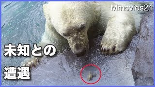 君はだれ？未知との遭遇に力加減が・・好奇心旺盛なリラ