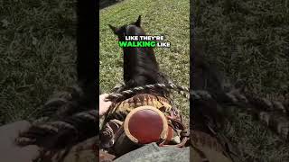 When My Horse Turtle Walks Understanding Why?