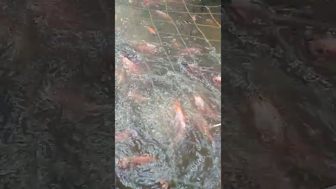 This Peaceful Water Movement Calms the Mind