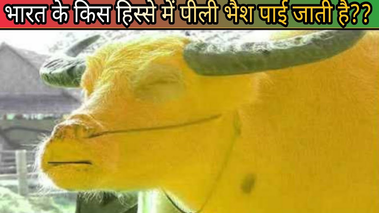 which part of Indian found yellow Buffalo 😈 