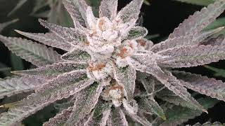 Organic OpticLED Room Update#17 #OpticLED #DrEarth #DownToEarth #ImpelloBio #Vivosun #TeamOptic #Koi