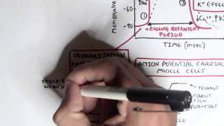 Cardiology - Heart Physiology II (Muscle contraction and Pacemaker activity)