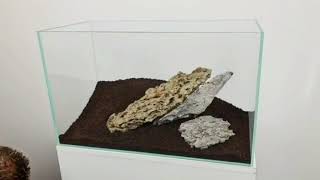 Dragonseiryu Hybrid Scape