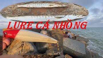Câu Cá Biển - Câu Lure Cá Nhồng | Biển Phú Yên