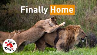 We Released 11 Rescued Lions Into Their Forever Home! 🦁 | FOUR PAWS | [SUBS]