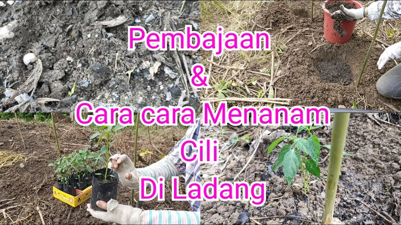 Pembajaan & Cara cara Menanam Cili Di Ladang 