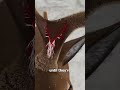 How Deer Regrow Their Antlers 🤔 #fact #factslab #shorts #ytshorts