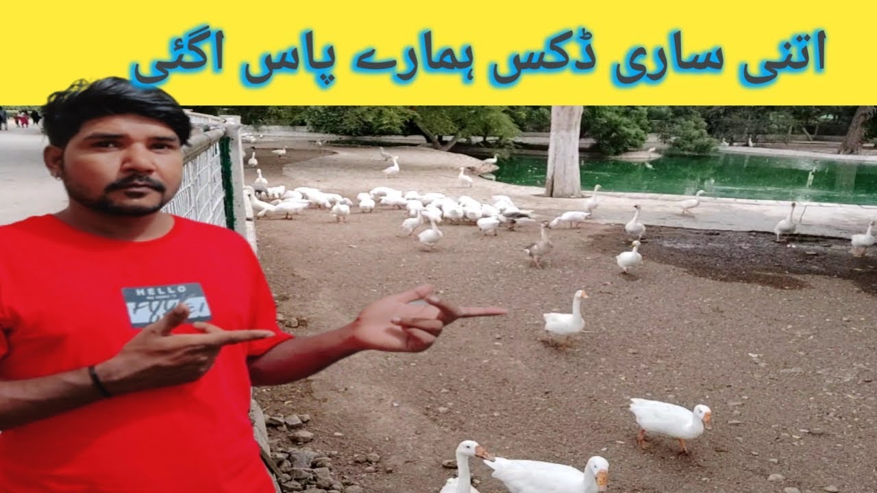 itni sari ducks humare Pas again 😍 | karachi zoo | karachi chirya ghar | mitha vlogs wala