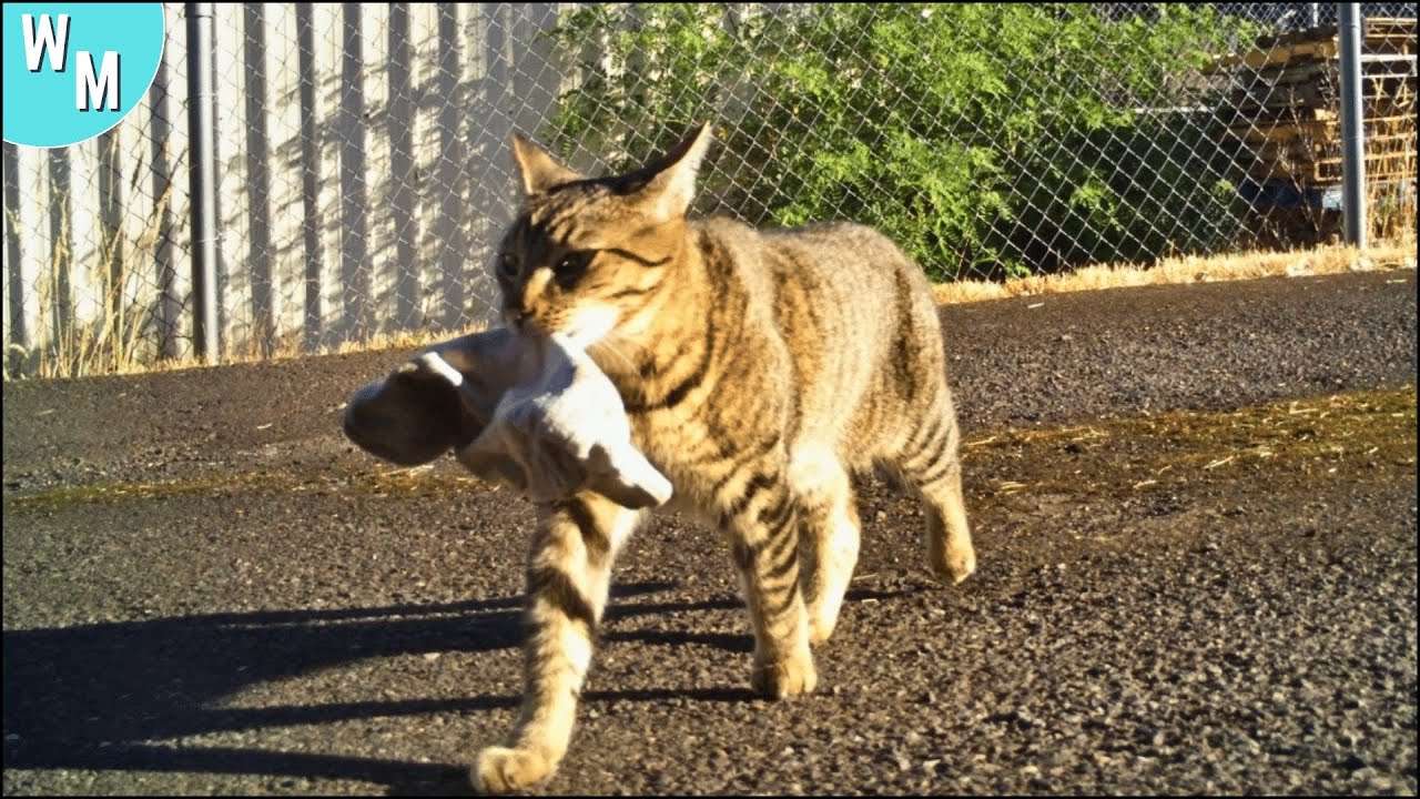 This Cat Keeps Stealing Puppies, The Owner Was Forced To Follow It To Find Out Why YouTube