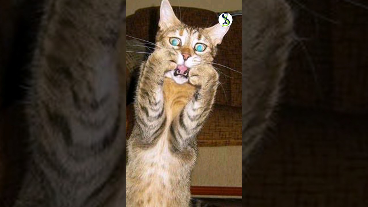 S402 🙀TO MUCH FUN😹 | 