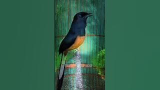 Murai batu tembakan super mewah #muraibatu #shorts #shortvideo #shortsfeed #birds #burunggacor