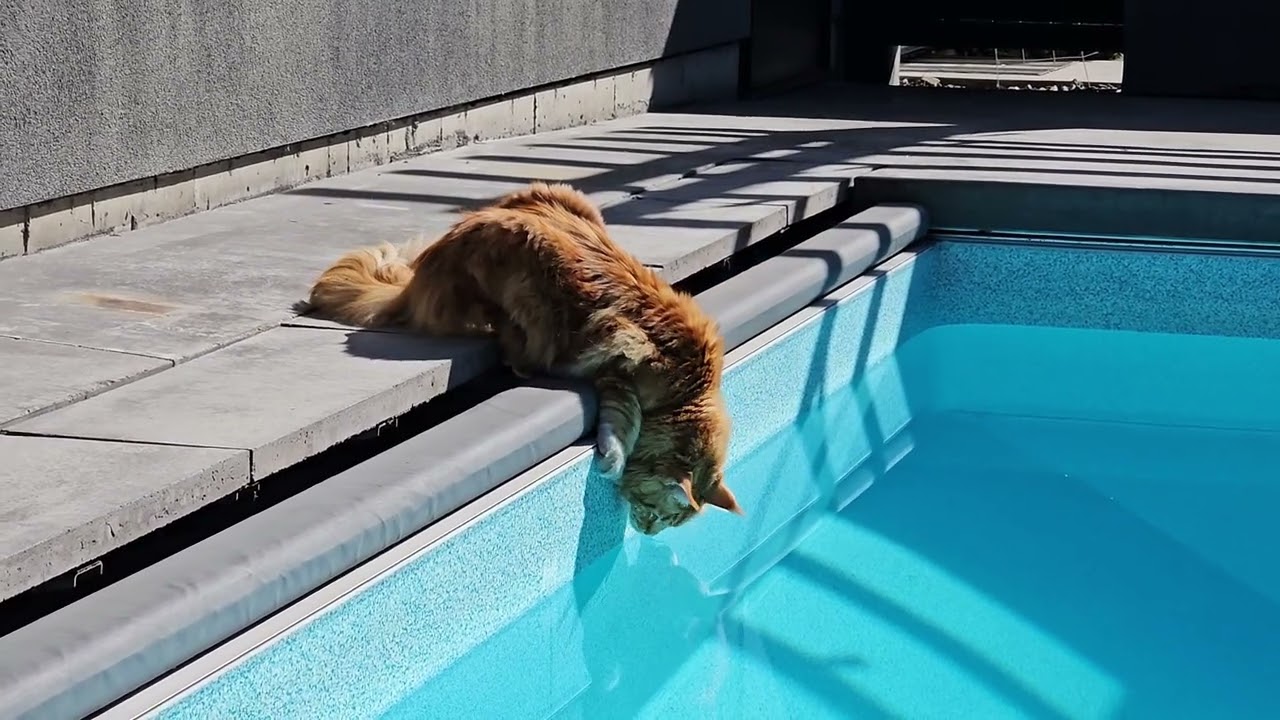 MAINECOON CAT: Freddy Pool Inspection Services