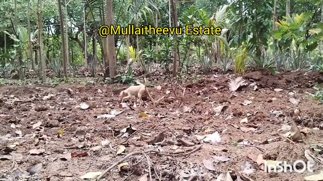 Dog 🐕 as our Farm guard. Sony - Born and lost at Narpavi Woodlands Farms Park 🏞️