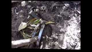 Beaver Trapping - One Lucky Beaver