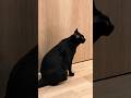 「扉を開けろ!」とうるさい黒猫🐱 - Cats demanding - #shorts #cat