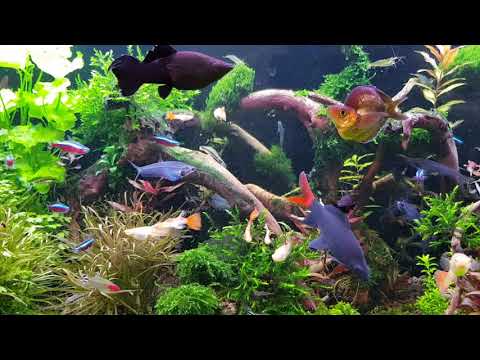 Лучший аквариум aquarium 300 l
