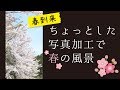 【自称中級者撮影】 ちょっとした写真加工で春の風景  Spring landscape 桜 花見 カメラ 初心者 一眼レフ