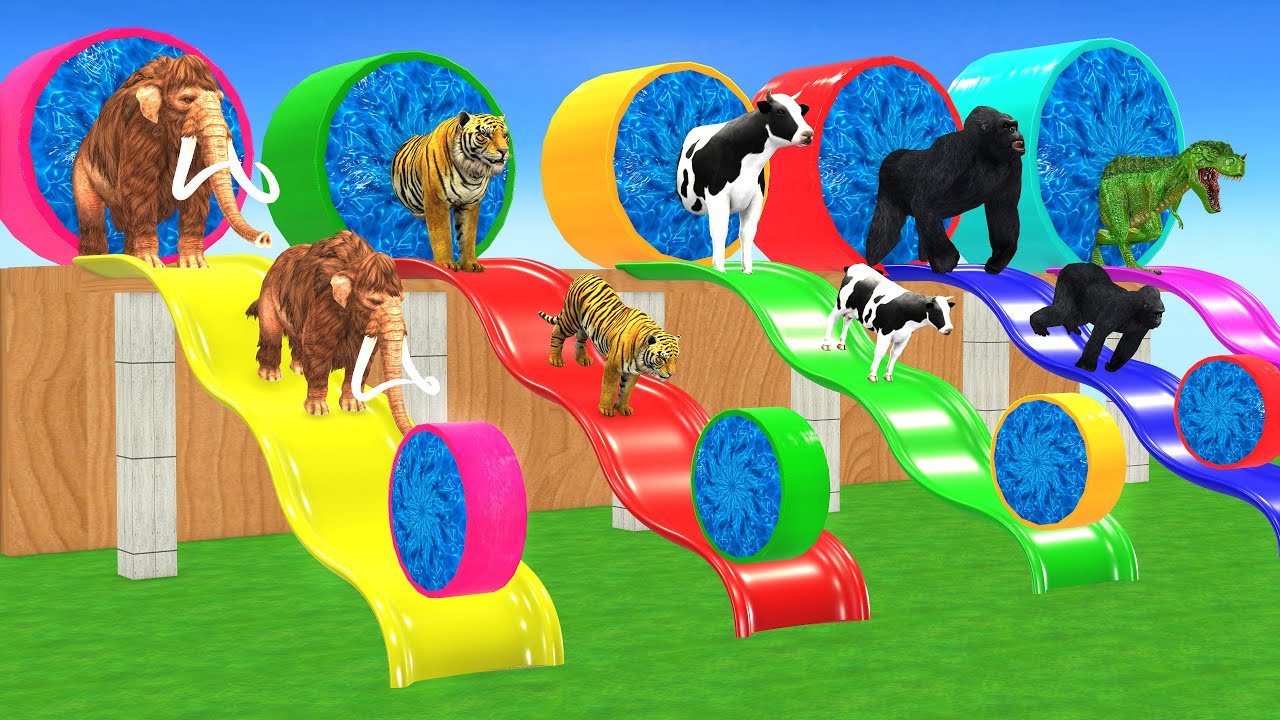 Choose the Right Slide with Cow Tiger Elephant Mammoth Buffalo Gorilla Crossing Fountain Animal Game